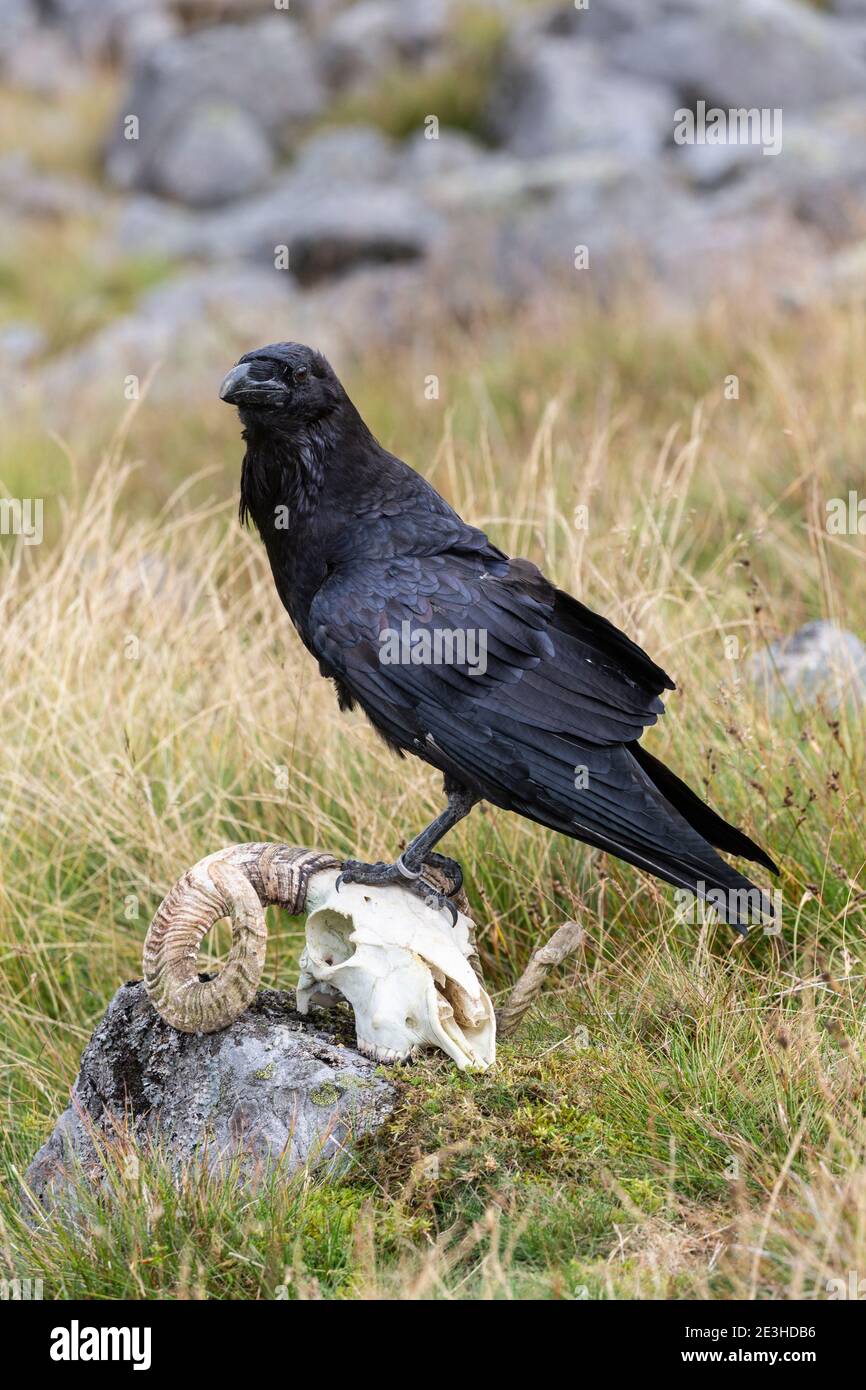 Raven (Corvus corax), kontrolliert, Cumbria, Großbritannien Stockfoto