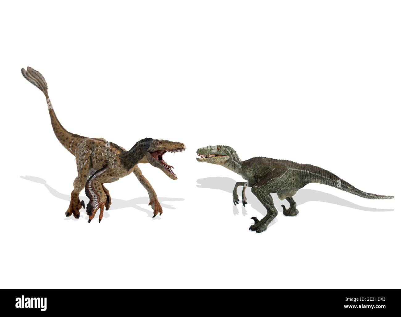 Vergleich zwischen gefedertem Velociraptor und klassischem Velociraptor. Konzept der neuen Entdeckungen in der Paläontologie. Stockfoto