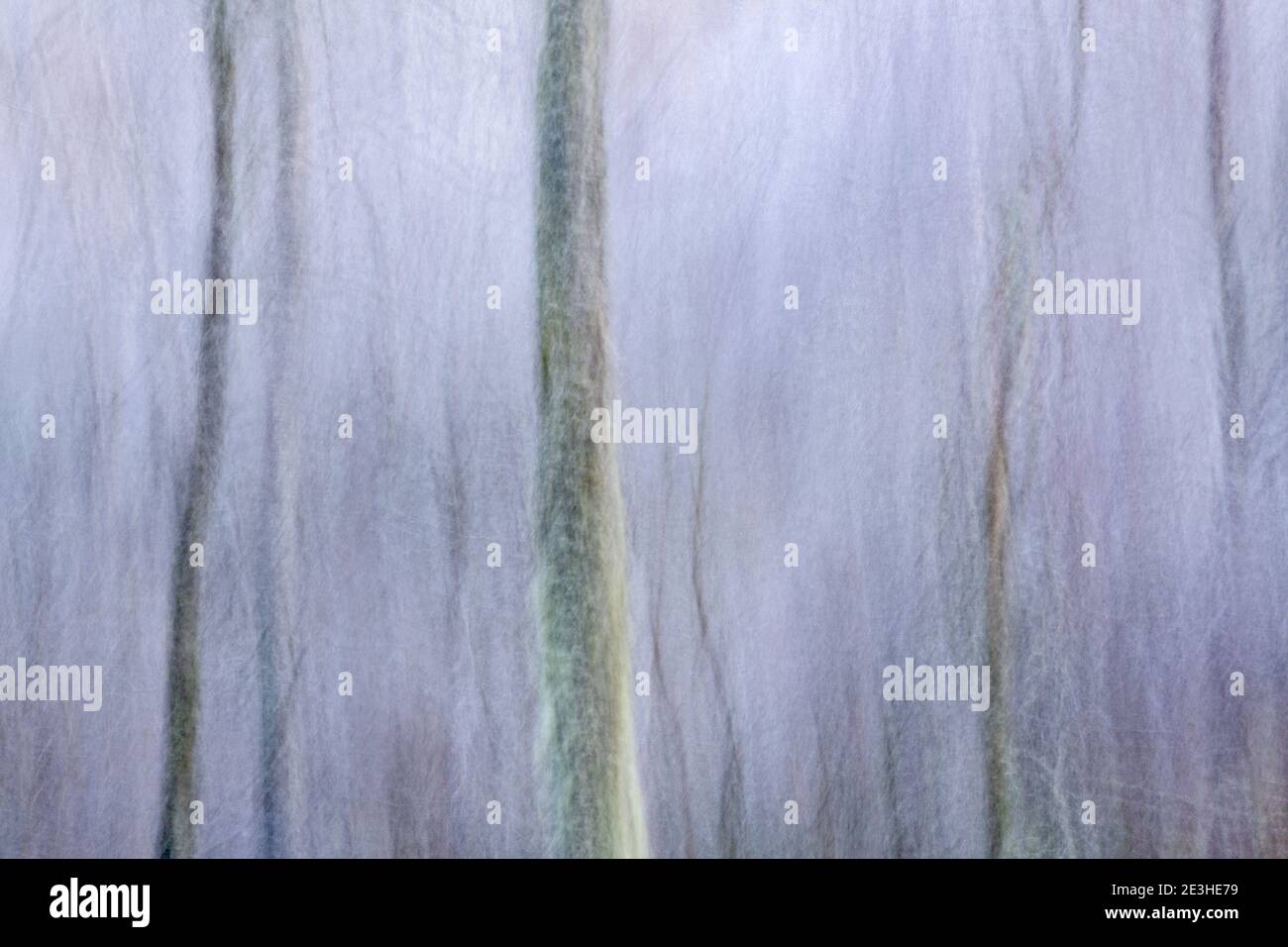 Tree Impression, Sidwood, Kielder Forest, Northumberland National Park, Großbritannien Stockfoto