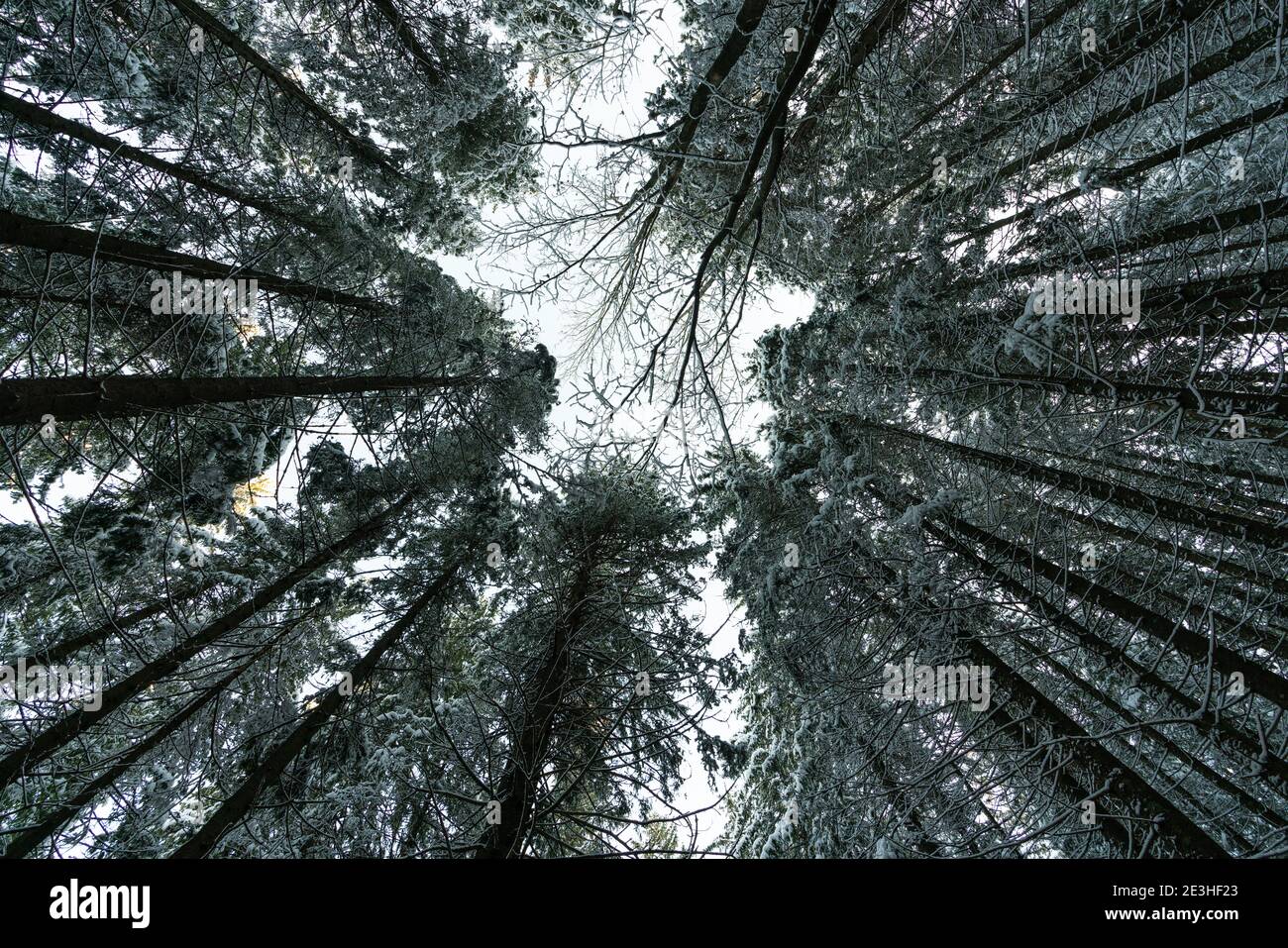 Die Kamera ist nach oben zu den Kronen der Bäume gerichtet, UHD 4K Echtzeit-Video Stockfoto