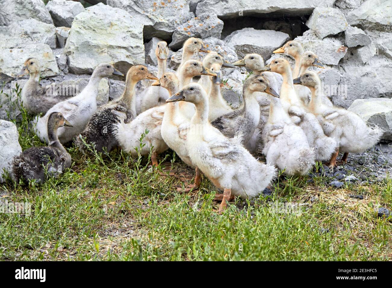 Eine Gruppe von gelben und grauen Hausenten auf grünem Gras gegen einen Steinzaun, auf einem kleinen Bauernhof angehoben. Nahaufnahme. Stockfoto