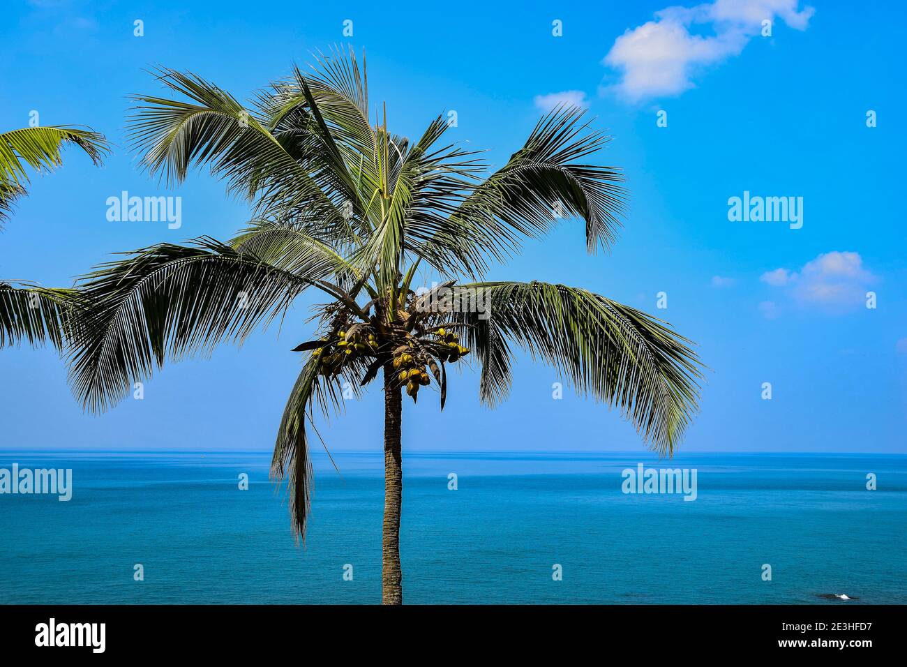 Palme, Arabisches Meer, Varkala, Kerala, Indien Stockfoto