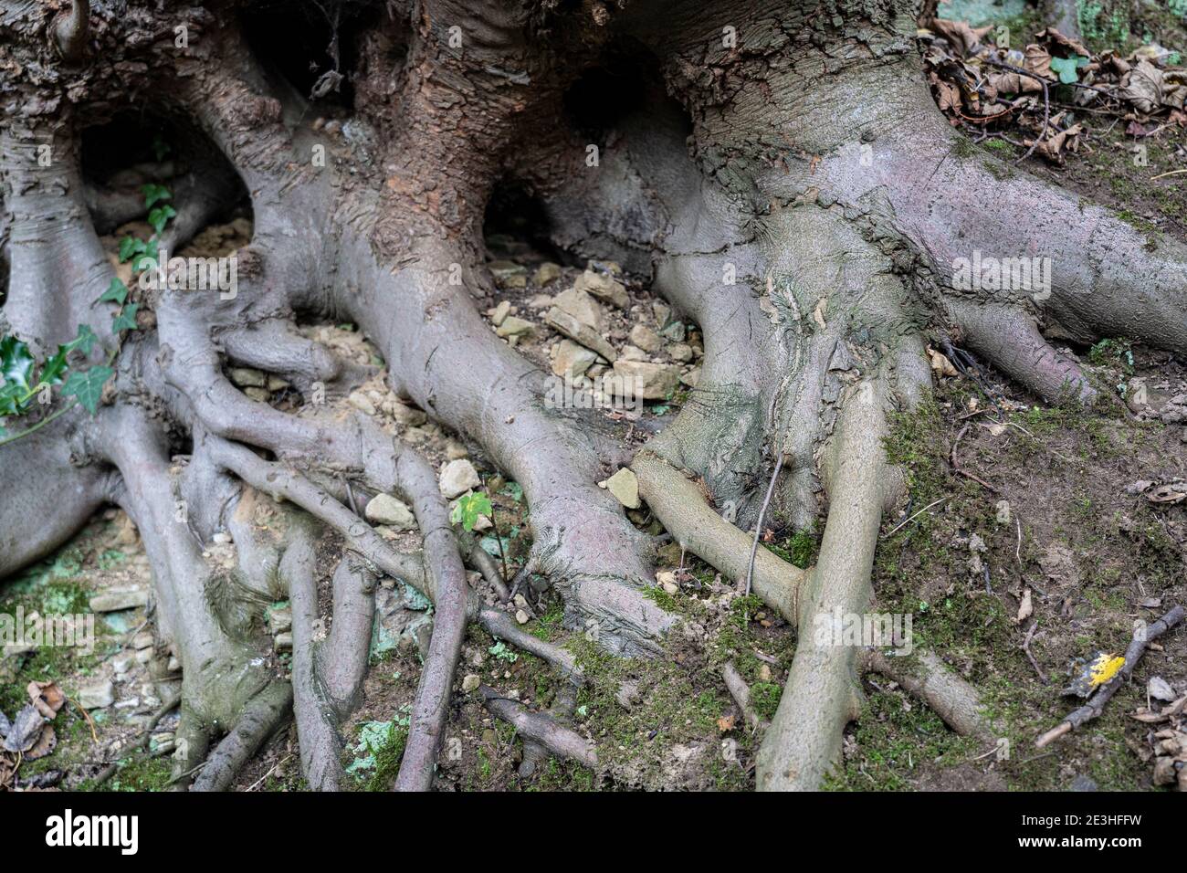 Baumwurzeln im englischen Wald Stockfoto