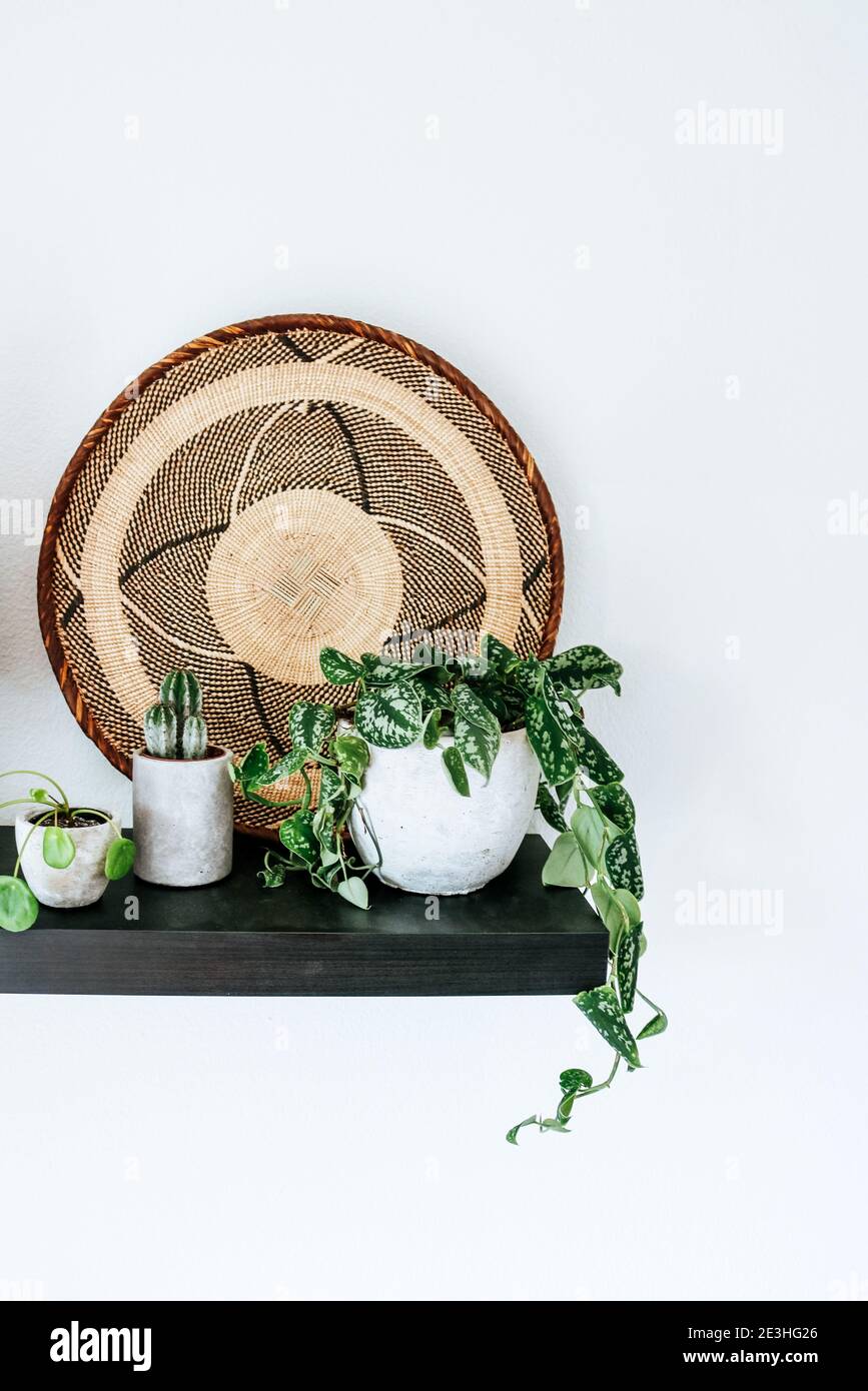 Schwarzes Regal mit einer pilea-Pflanze, einem Kaktus und einer Gruppe anderer verschiedener Hauspflanzen ein gewebter Rattan-Wandkorb Stockfoto