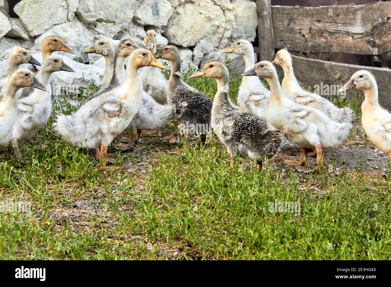 Eine Gruppe von gelben und grauen Hausenten steht auf dem grünen Gras am Steinzaun auf dem Bauernhof. Nahaufnahme. Stockfoto