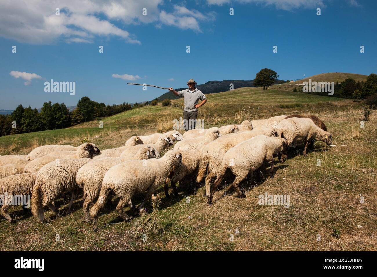 Altopiano del Cansiglio - Altopiano del Cansiglio - ein Hirte nimmt seine Schafe auf dem Altopiano del Cansiglio weiden, wo er 13 Hektar hat Stockfoto