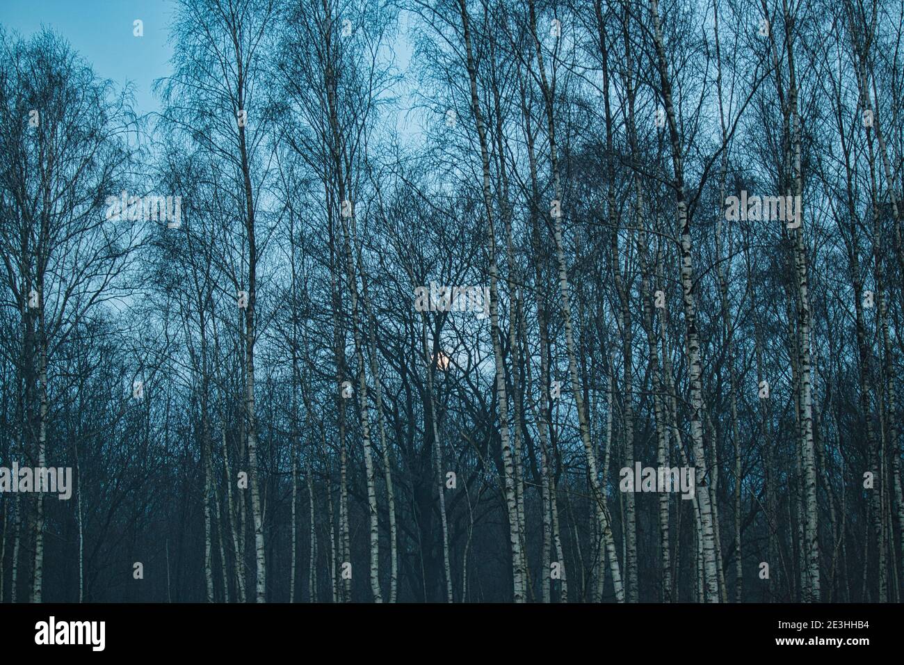 Birkenhain am Abend im Nebel Stockfoto