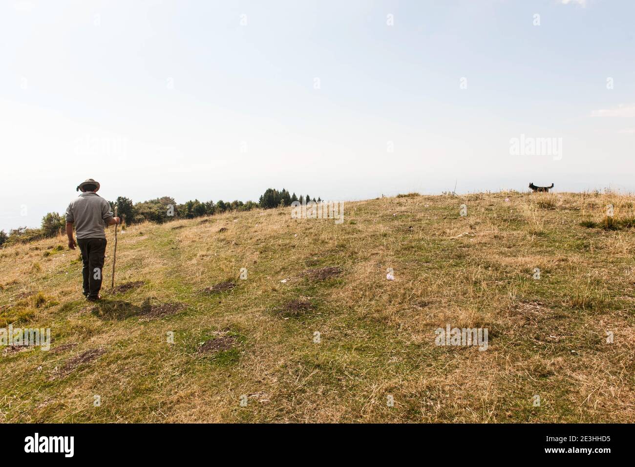 Altopiano del Cansiglio - Altopiano del Cansiglio - ein Hirte nimmt seine Schafe auf dem Altopiano del Cansiglio weiden, wo er 13 Hektar hat Stockfoto