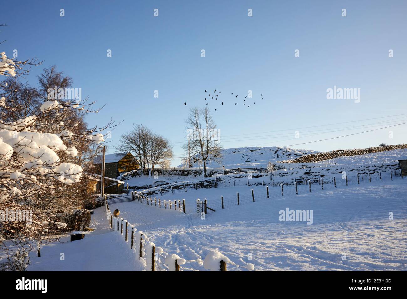 Eine Schar Schakdaws heben sich von einem Aschenbaum in suche nach Nahrung auf dem verschneiten Moorland Kleinbetrieb Stockfoto