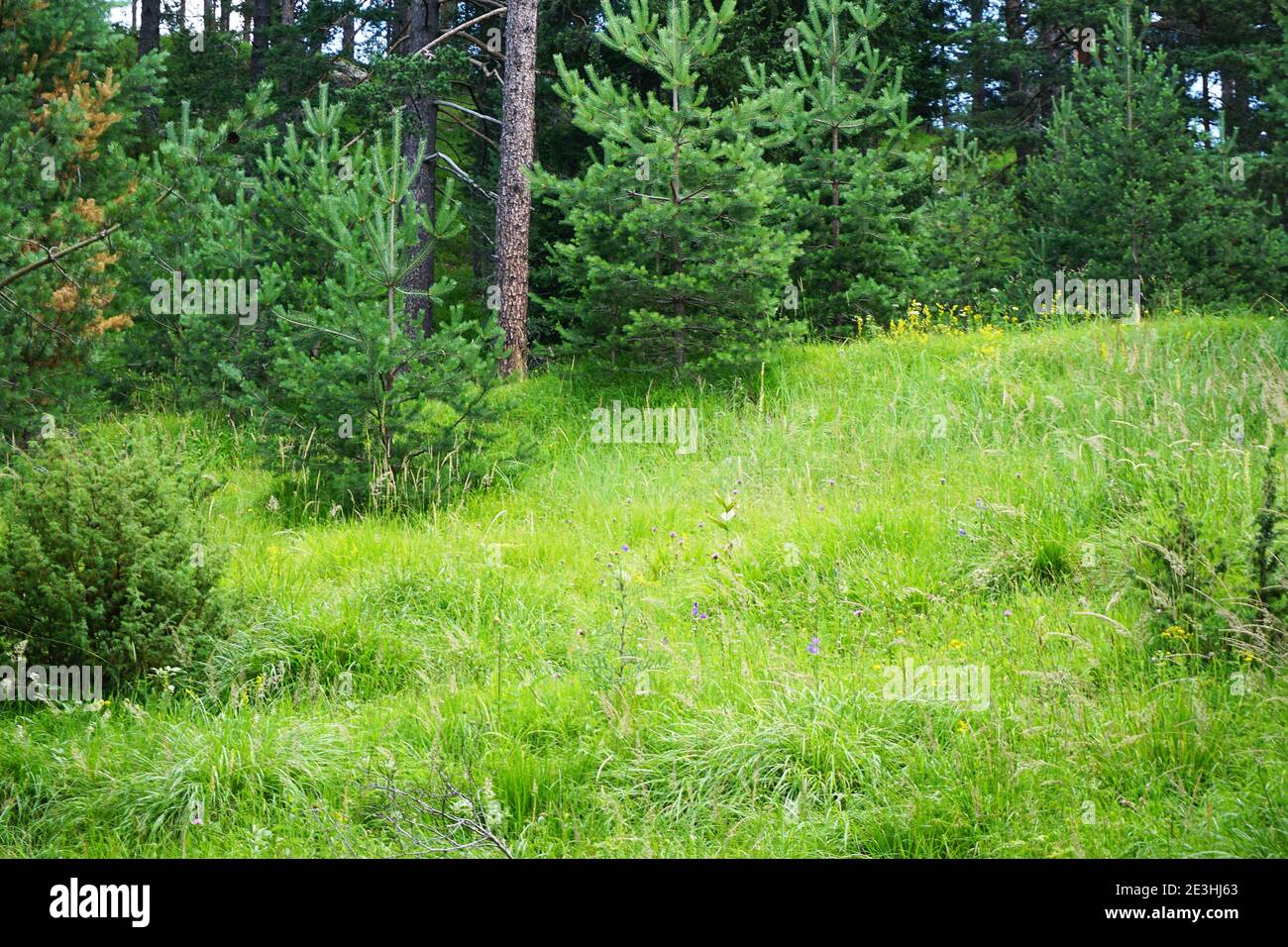 Tief im grünen Wald Stockfoto