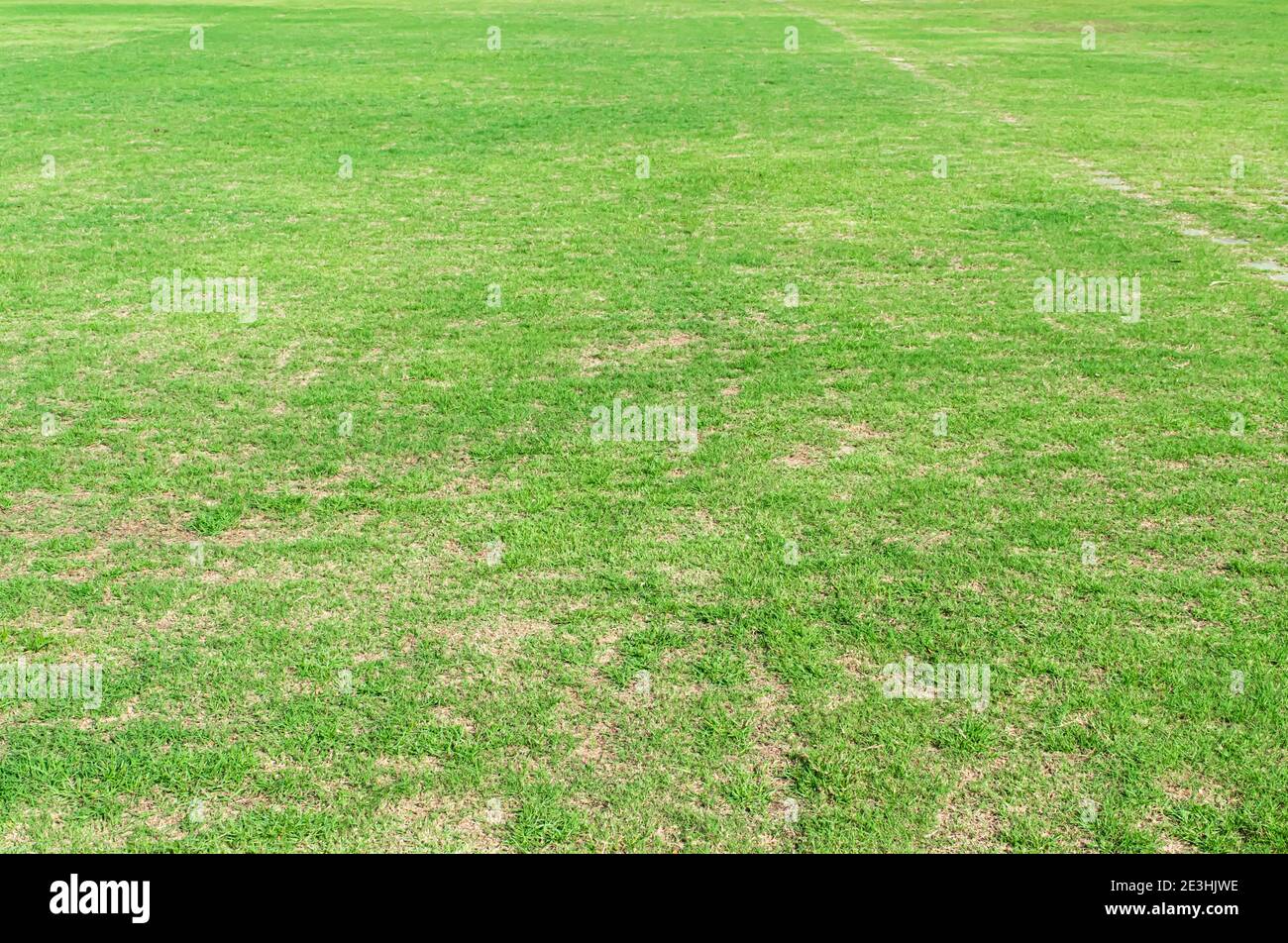 Natürliche grüne Gras Textur Hintergrund. Grüner Rasen für Golf oder Fußballfeld Hintergründe. Stockfoto