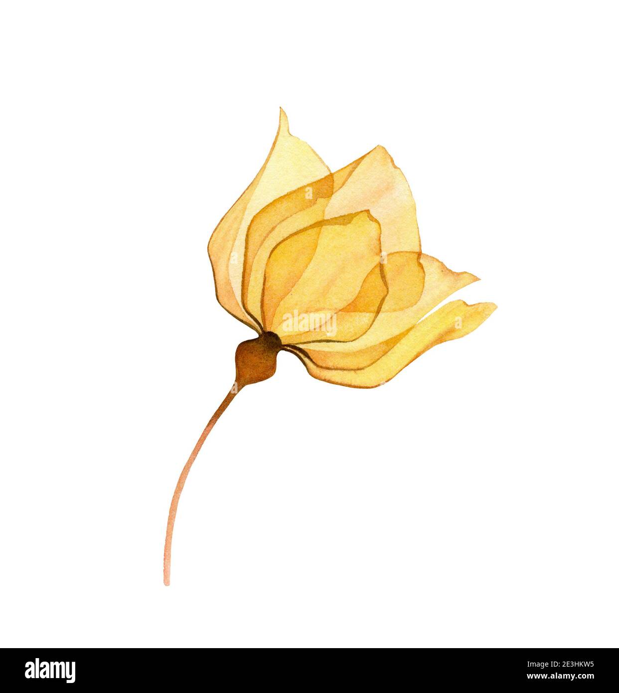 Aquarell gelbe Rose. Transparente Blume isoliert auf weiß. Handbemalte Kunstwerke mit lebendigen, detailreichen Blütenblättern. Botanische Illustration für Karten Stockfoto