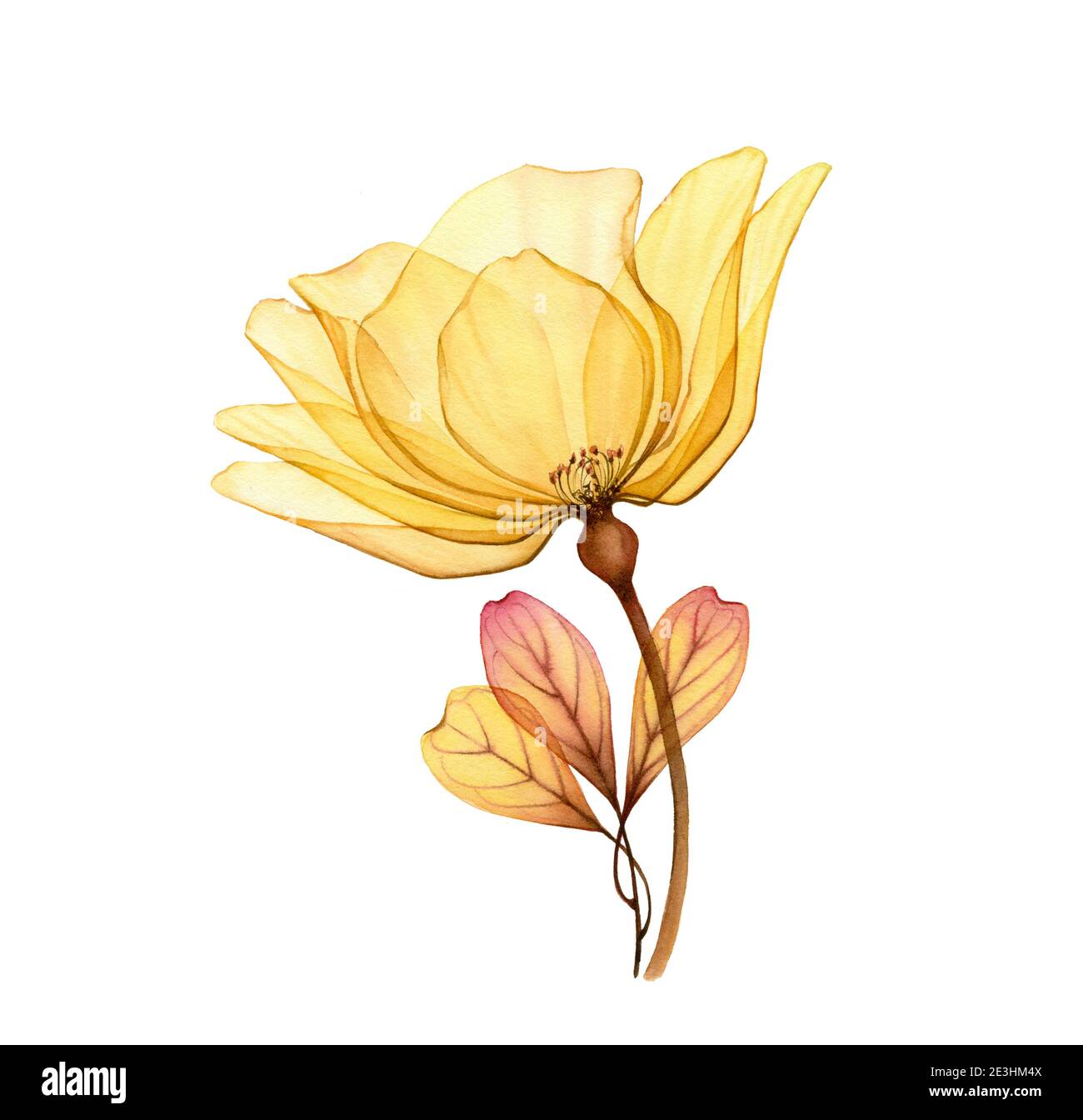 Aquarell gelbe Rose. Transparente große Blume isoliert auf weiß. Handbemaltes Kunstwerk mit detaillierten Blütenblättern. Botanische Illustration für Karten, Hochzeit Stockfoto