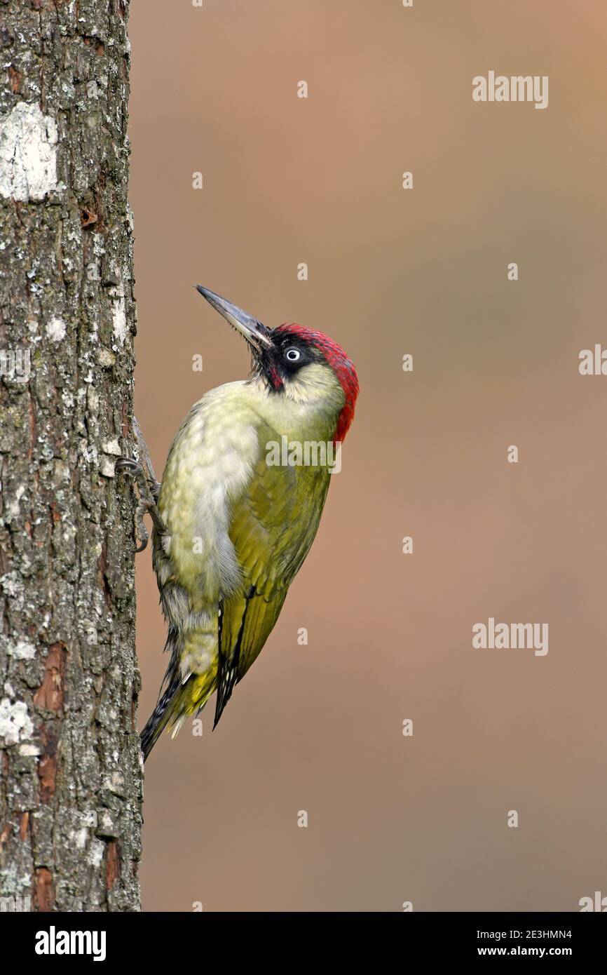 Grünspecht (Picus viridis) Männchen auf Baumstamm, Wales, November Stockfoto