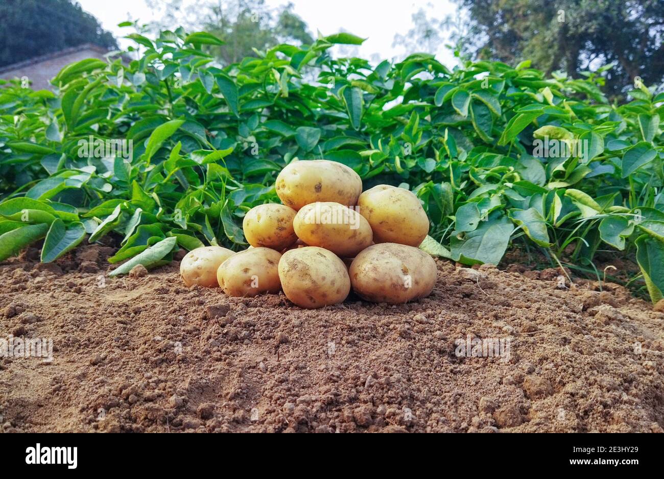 Kartoffeln auf dem Boden. Frische Bio-Kartoffeln auf dem Feld, Ernte  Kartoffeln aus dem Boden. Die Knollen der Kartoffeln trocknen auf der Erde  Stockfotografie - Alamy