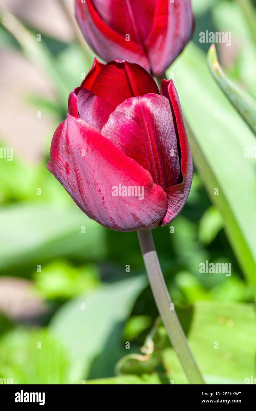 Tulip (tulipa) eine frühlingsblühende Pflanze mit einer roten Frühlingsblume in einem öffentlichen Park im März und April, Stock-Foto-Bild Stockfoto
