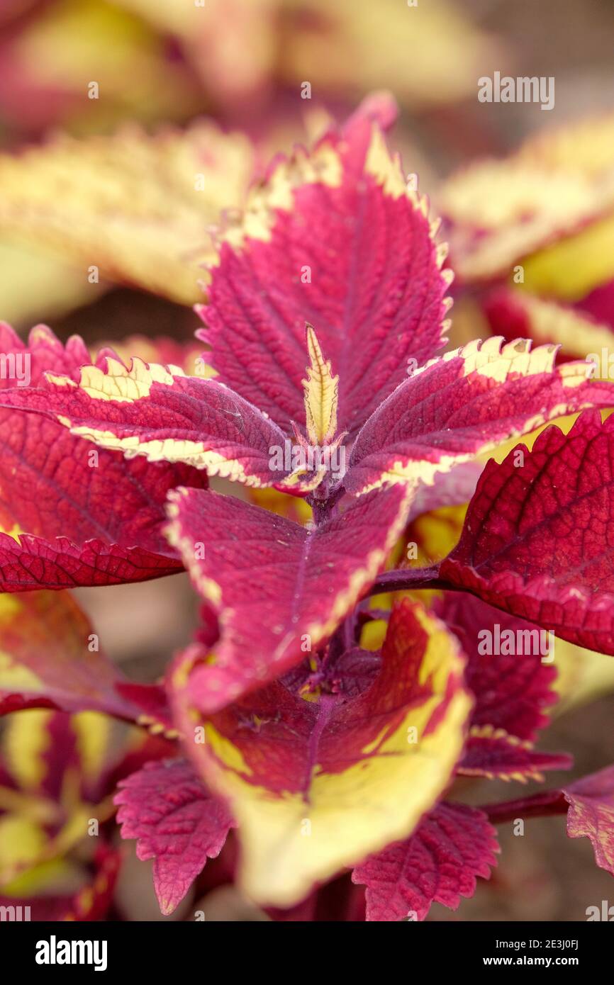 Coleus 'Ananas Schönheit'. Solenostemon scutellarioides 'Ananas Schönheit'. Gelbe Blätter mit kastanienbraunen Zentren Stockfoto