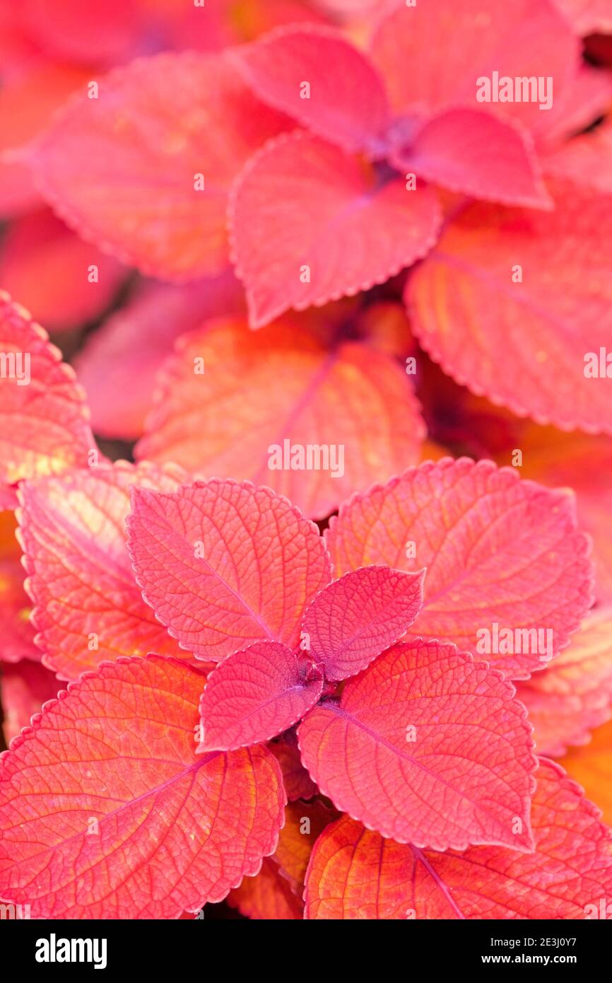 Kupferrote Blätter von Solenostemon scutellarioides Lagerfeuer = 'Uf12823'. Coleus Lagerfeuer Stockfoto