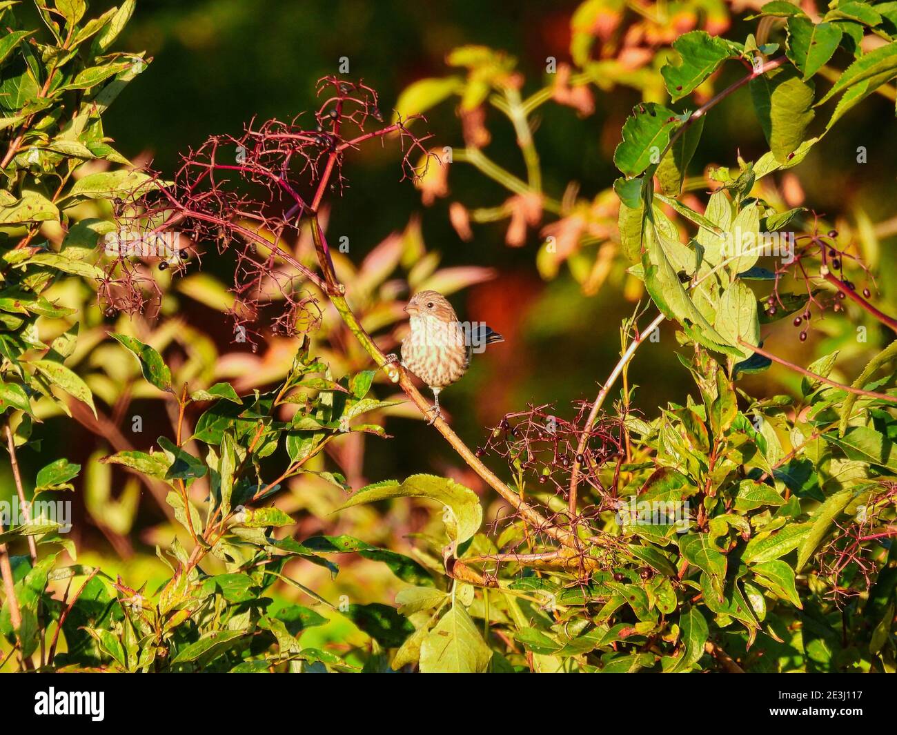 Weibliche Haus Finch Vogel thront auf einem Pinsel Zweig in Die Morgensonne Essen Beeren Neben ihr mit Grün Laub und Frucht im Hintergrund Stockfoto