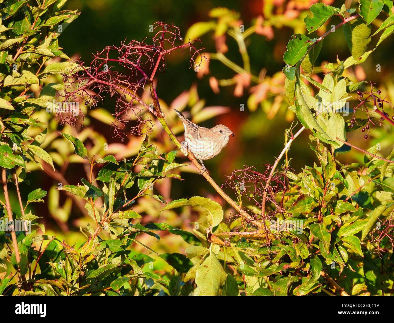 Weibliche Haus Finch Vogel thront auf einem Pinsel Zweig in Die Morgensonne Essen Beeren Neben ihr mit Grün Laub und Frucht im Hintergrund Stockfoto