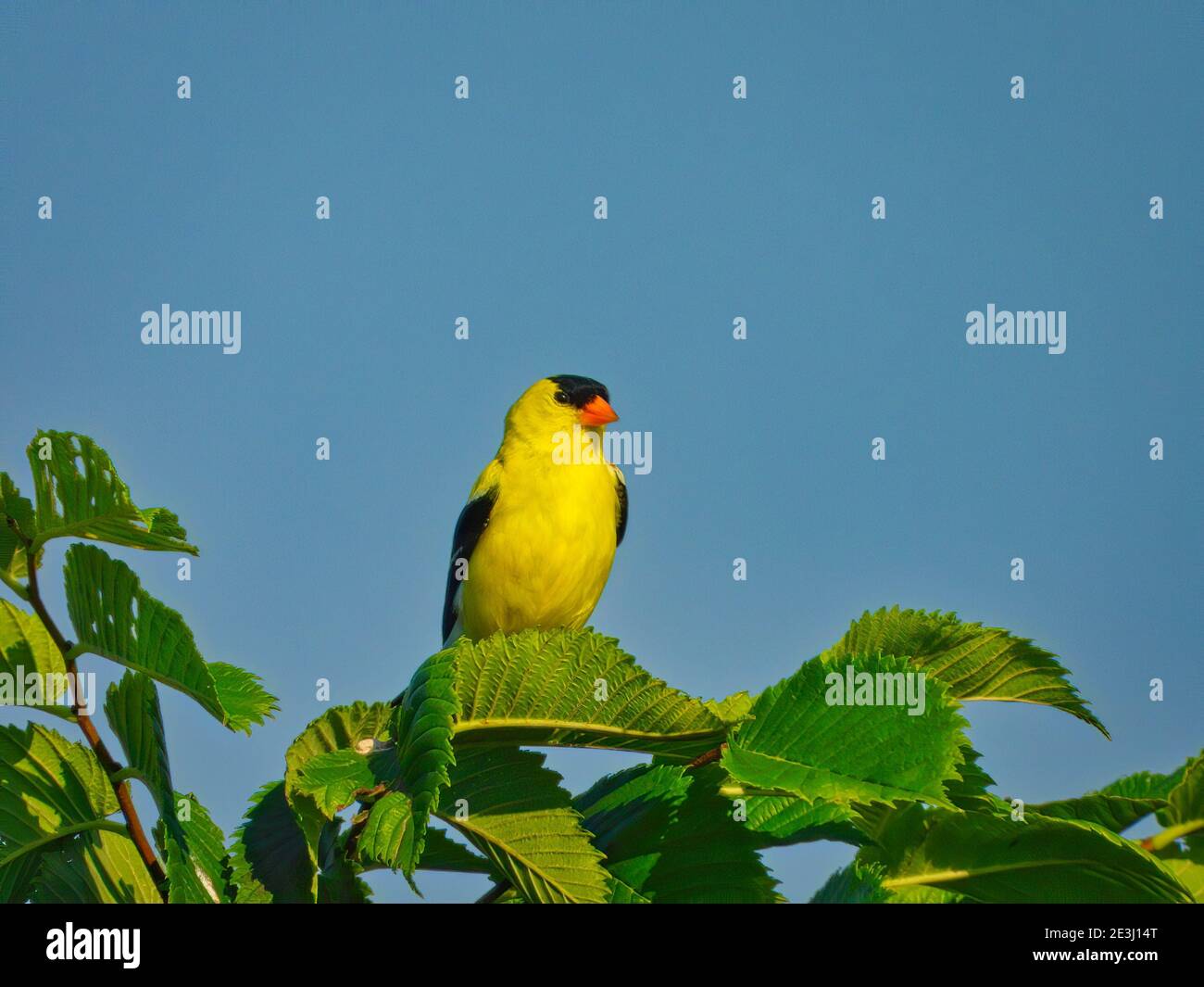 American Goldfinch Vogel schaut mit seinen leuchtend gelben Federn seitwärts Sitzt auf dem Baum Zweig mit grünen Blättern gefüllt Und herrlich klar hell Stockfoto