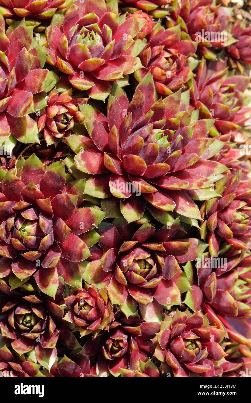 Die grünen Rosettenblätter des saftigen sempervivum 'Pekinese'. Houseleek 'Pekinese' nehmen eine rötliche Färbung an, während sie altern Stockfoto