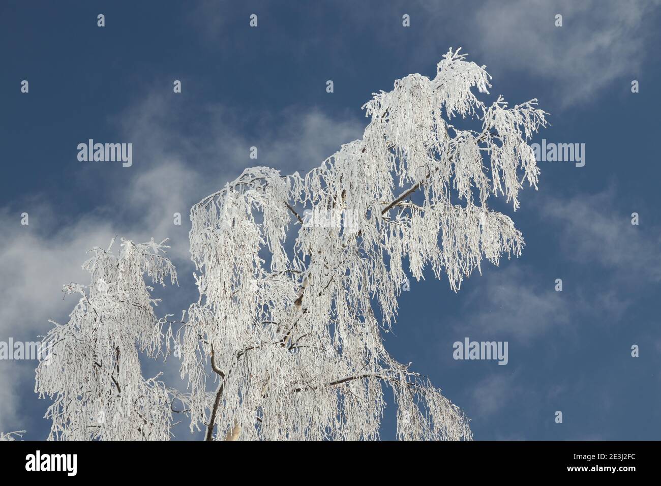 Ein abstrakter gefrorener Baumhintergrund in blau und weiß. Stockfoto