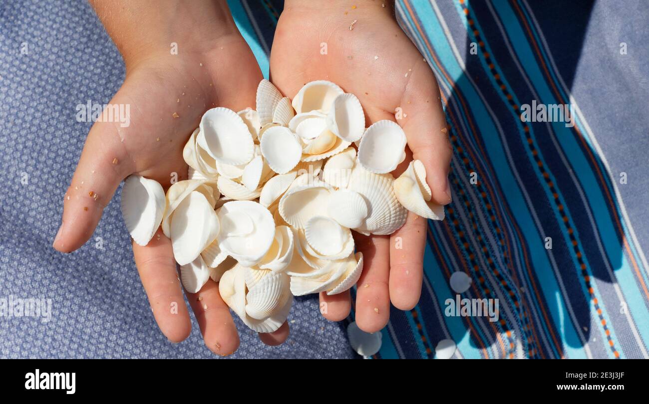 Eine Handvoll weißer Muscheln in Kinderpalmen. Auf dem Hintergrund des textilen Handschattens. Stockfoto