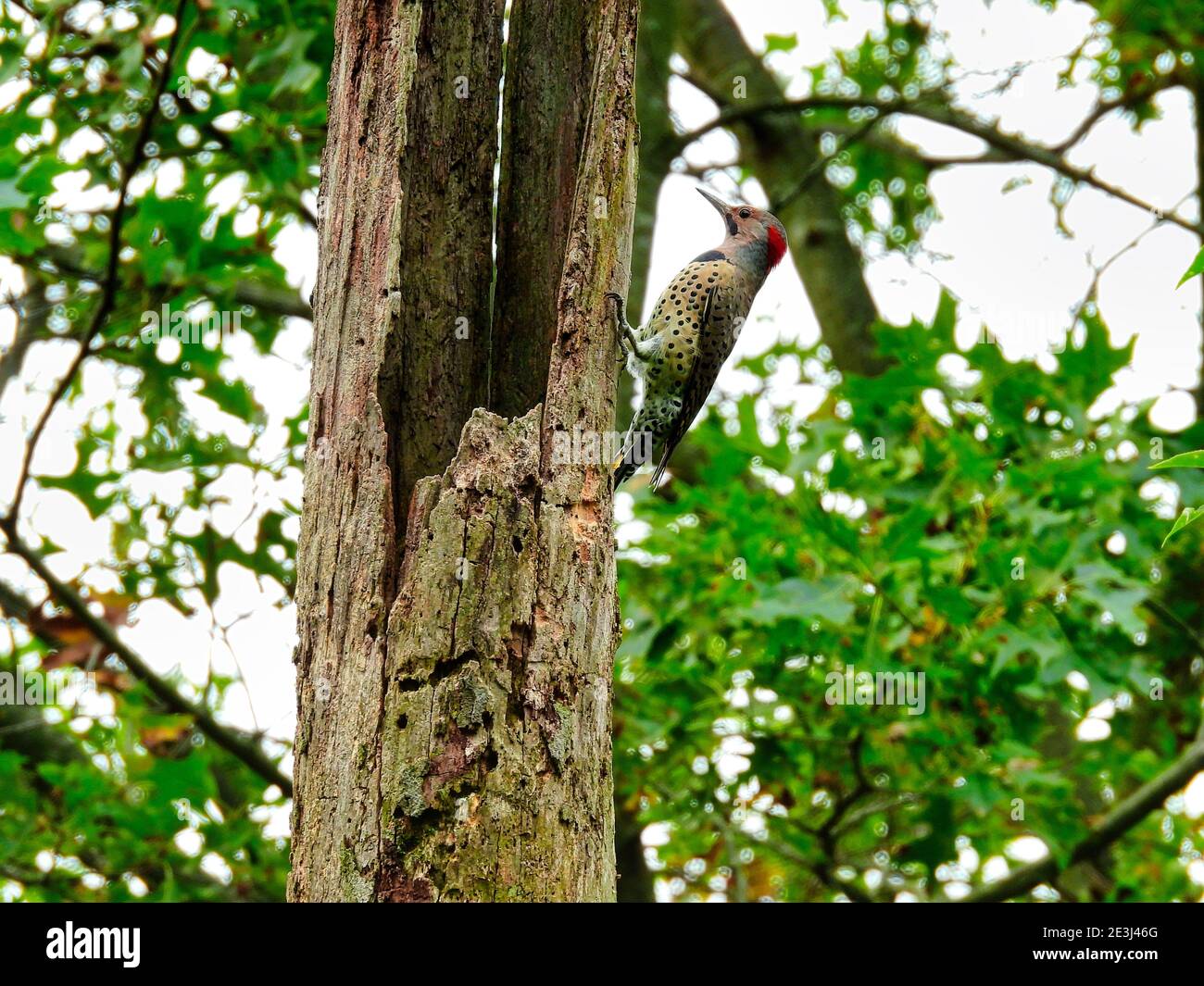 Specht am Baumstamm: Nördlicher Flicker Specht Vogelskala auf der Seite des lochgeritten toten Baumstamms mit grünem Wald im Hintergrund Stockfoto