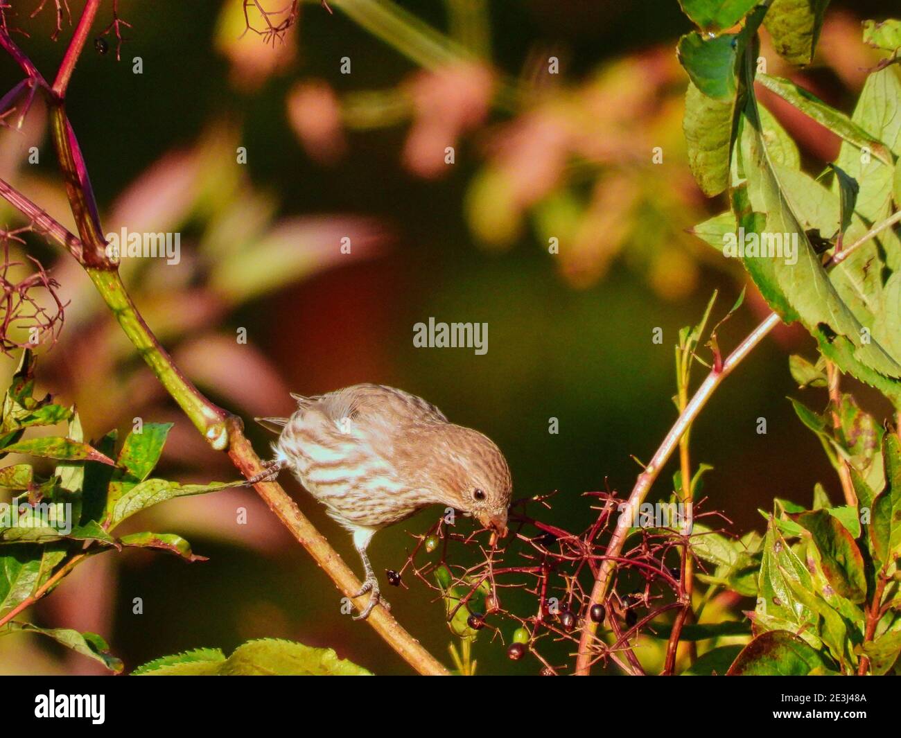Nahaufnahme Weibliche Haus Finch Vogel auf einem Bürstenzweig thront Morgens pflückt die Sonne bei den Beeren neben ihr Mit Laub und Frucht im Hintergrund Stockfoto