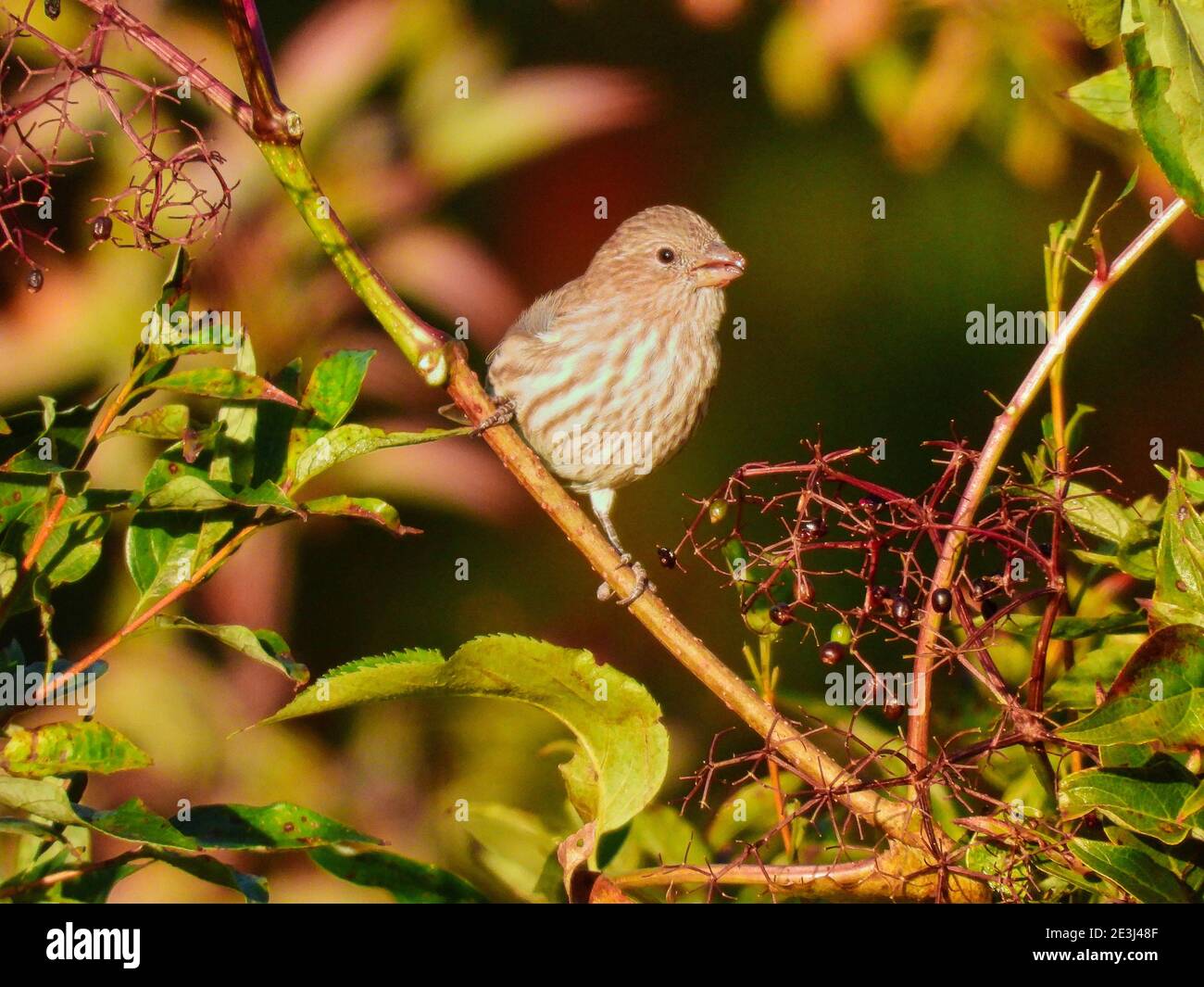 Nahaufnahme Weibliche Haus Finch Vogel auf einem Bürstenzweig thront Am Morgen Sonne essen Beeren neben ihr mit Grünes Laub und Obst im Hintergrund Stockfoto