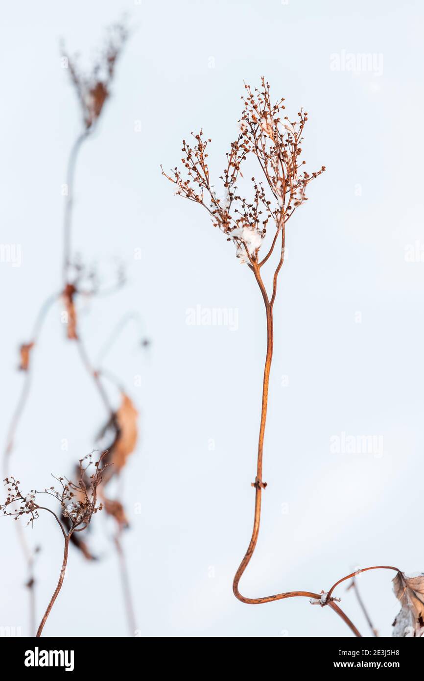 Trockene Kräuter mit Blumen in einer Schneeverwehung, Nahaufnahme mit selektivem Weichfokus, vertikaler Winter natürlicher Hintergrund Stockfoto