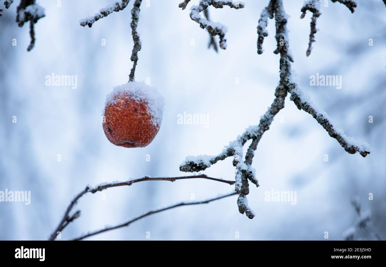 Gefrorener roter Apfel hängt an einem Ast, Nahaufnahme mit selektivem Fokus, abstraktes natürliches Winterfoto Stockfoto