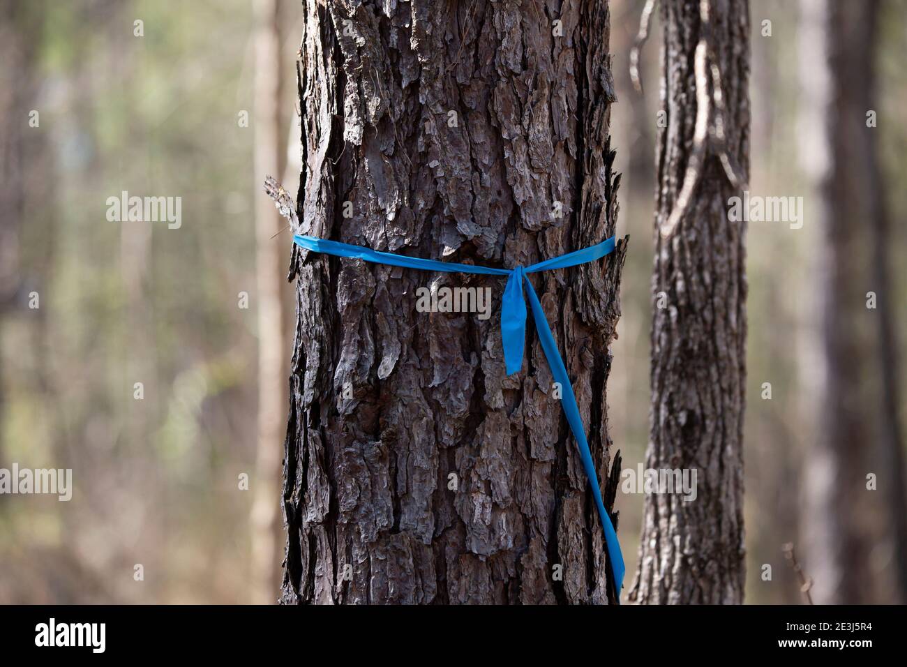 Blaues Band markiert eine Kiefer im Wald Stockfoto