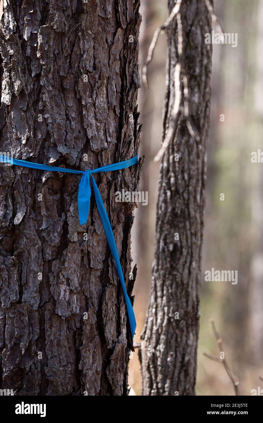 Blaues Band markiert eine Kiefer im Wald Stockfoto