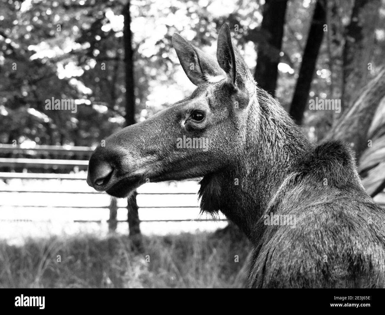 Eurasisches Elchprofil, Alces alces, Bialowieza Urwald, Polen. Schwarzweiß-Bild. Stockfoto