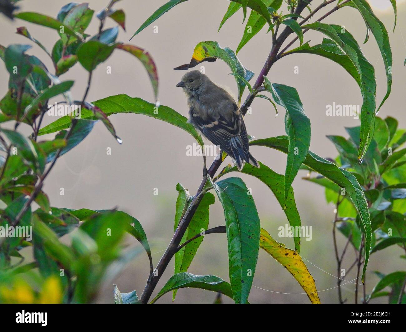 Vogel auf einem Ast: Finch hängt am frühen Morgen an einem grünen Pflanzenstamm mit Wassertröpfchen auf den grünen Blättern und Spinnennetz Seide um Stockfoto
