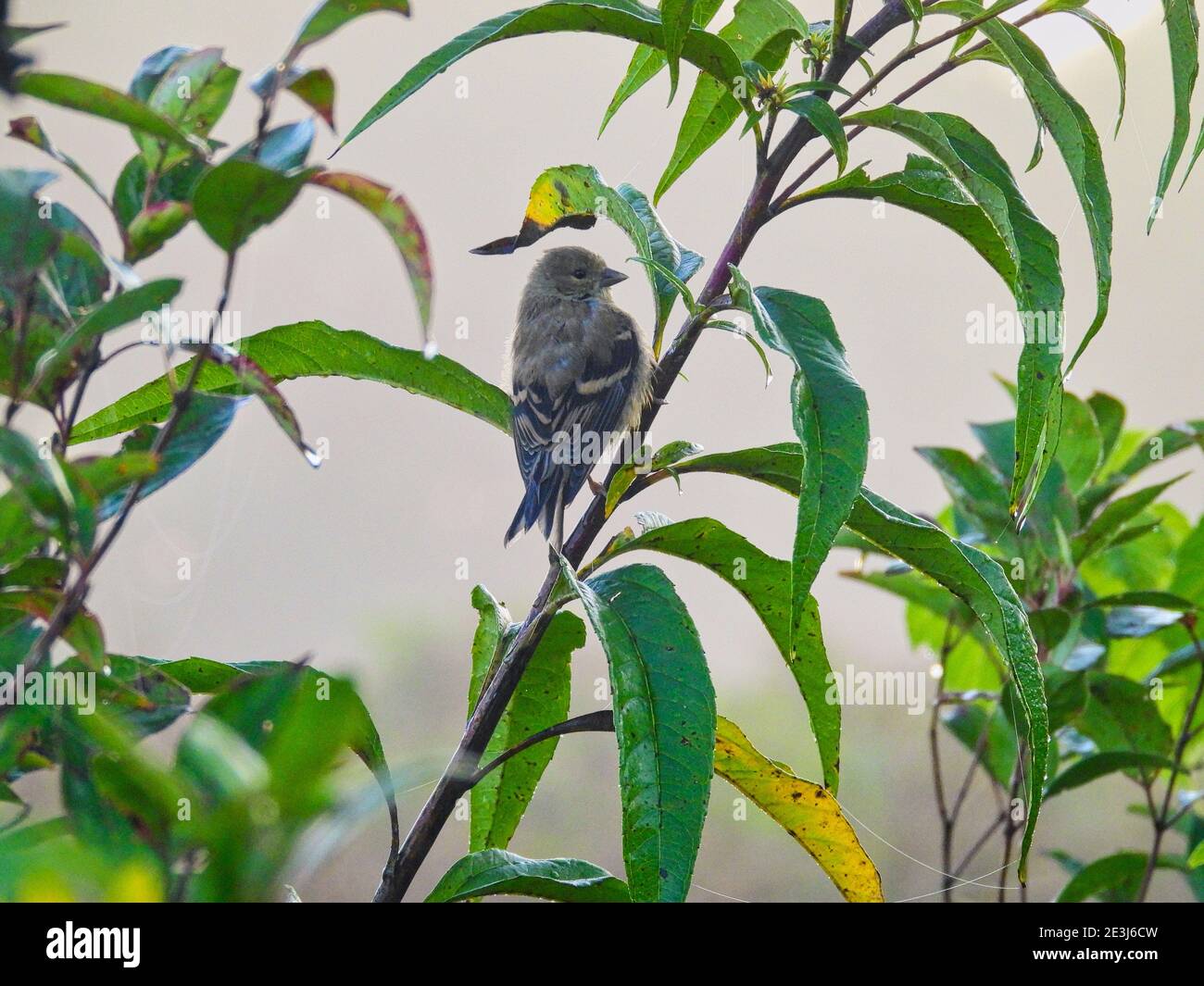 Vogel auf einem Ast: Finch hängt am frühen Morgen an einem grünen Pflanzenstamm mit Wassertröpfchen auf den grünen Blättern, während er sich umsieht Stockfoto