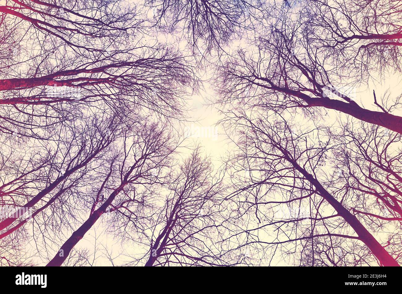 Blick auf Bäume im Wald, abstrakt farbigen Hintergrund. Stockfoto