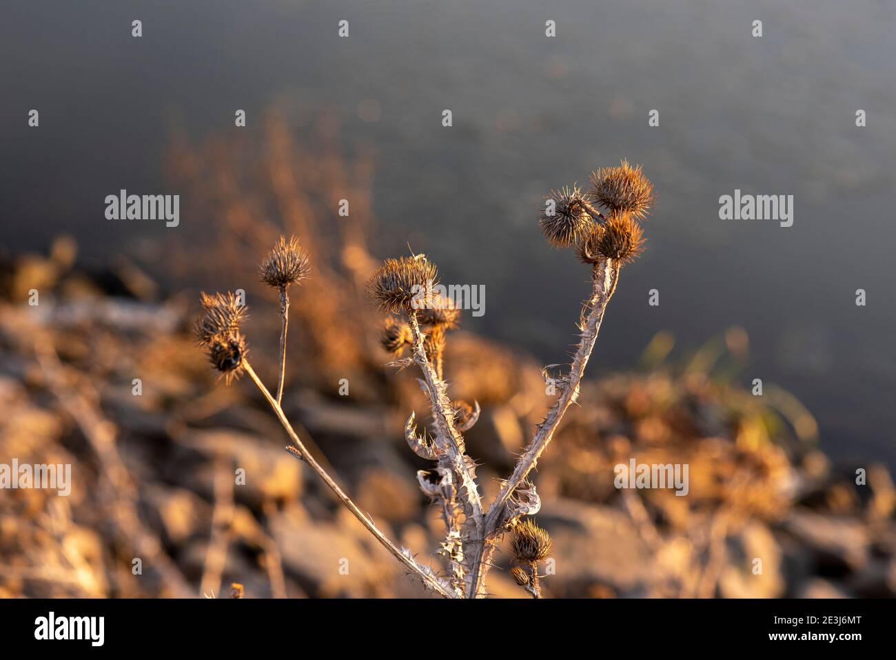 Wolmirstedt, Deutschland. Januar 2021. Entlang des Mittelland-Kanals gibt es ausgetrocknete Höhlen. Quelle: Stephan Schulz/dpa-Zentralbild/ZB/dpa/Alamy Live News Stockfoto