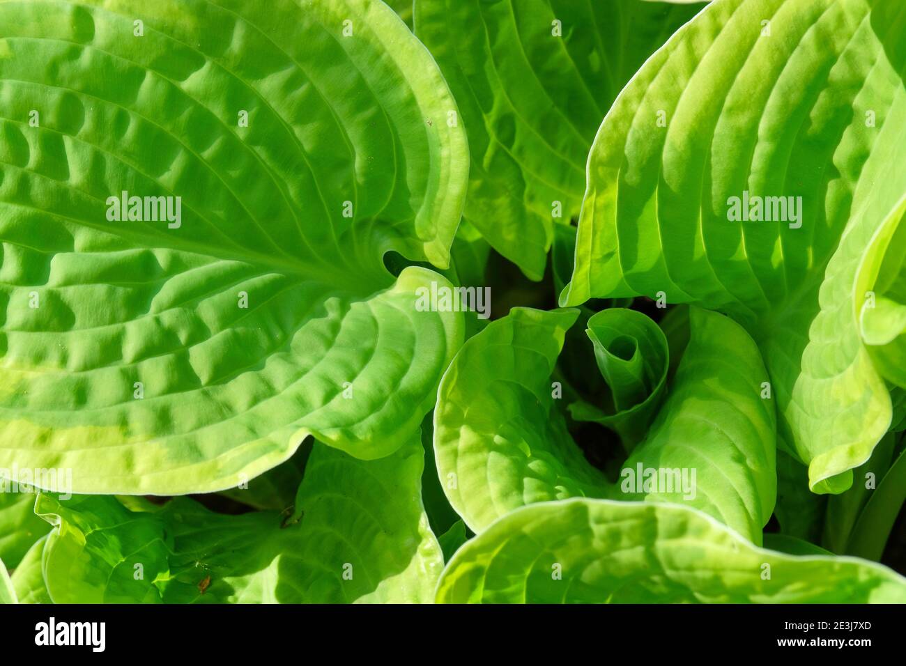 Hosta 'Shade Fanfare'. Seerose 'Shade Fanfare'. Llght grüne Blätter mit breiten cremig weißen Rändern Stockfoto