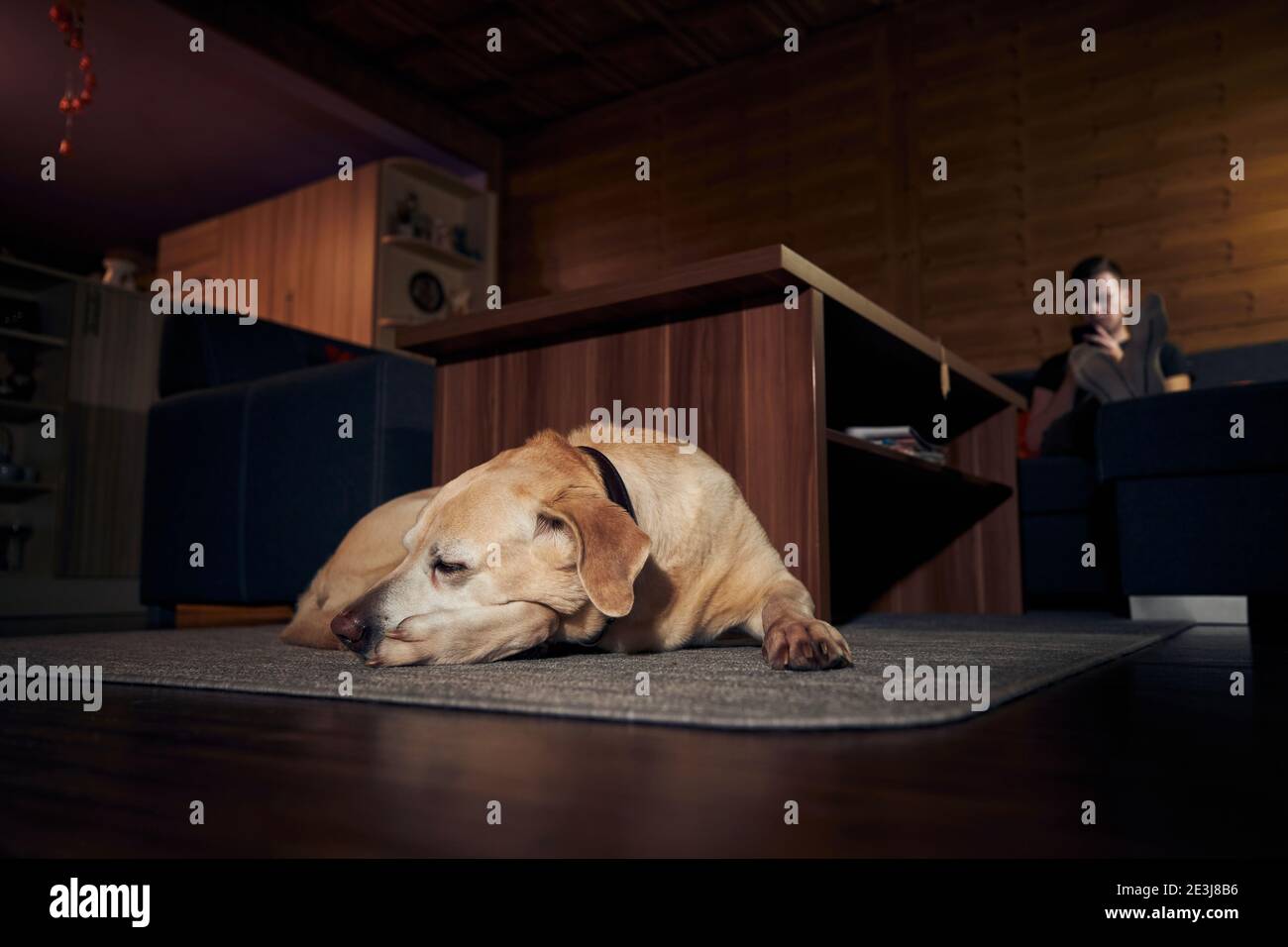 Häusliches Leben mit Hund. Netter labrador Retriever, der auf dem Teppich schläft, gegen den Mann, der sich auf dem Sofa ausruht und das Telefon benutzt. Stockfoto