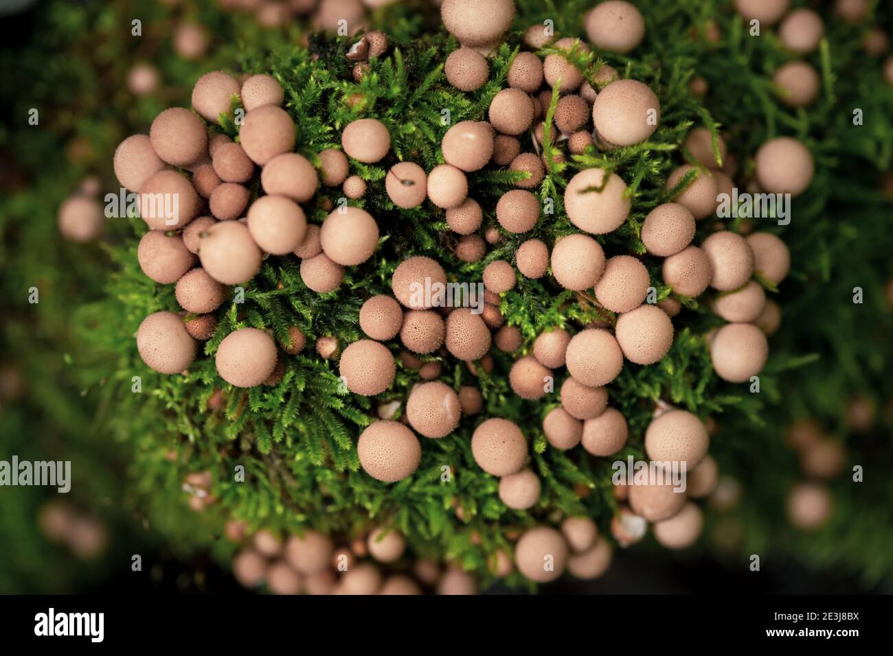 Pilze und Moos Stockfoto