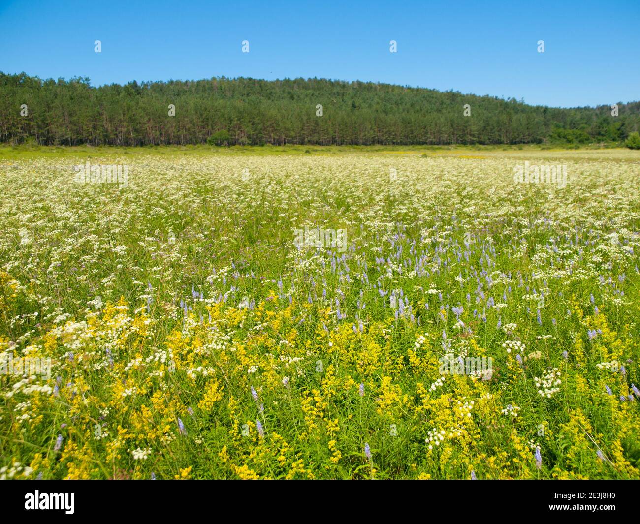 Der See ist typisch für den slowenischen Grünen Karst. In der trockenen Sommersaison sieht aus wie Wiese. Stockfoto