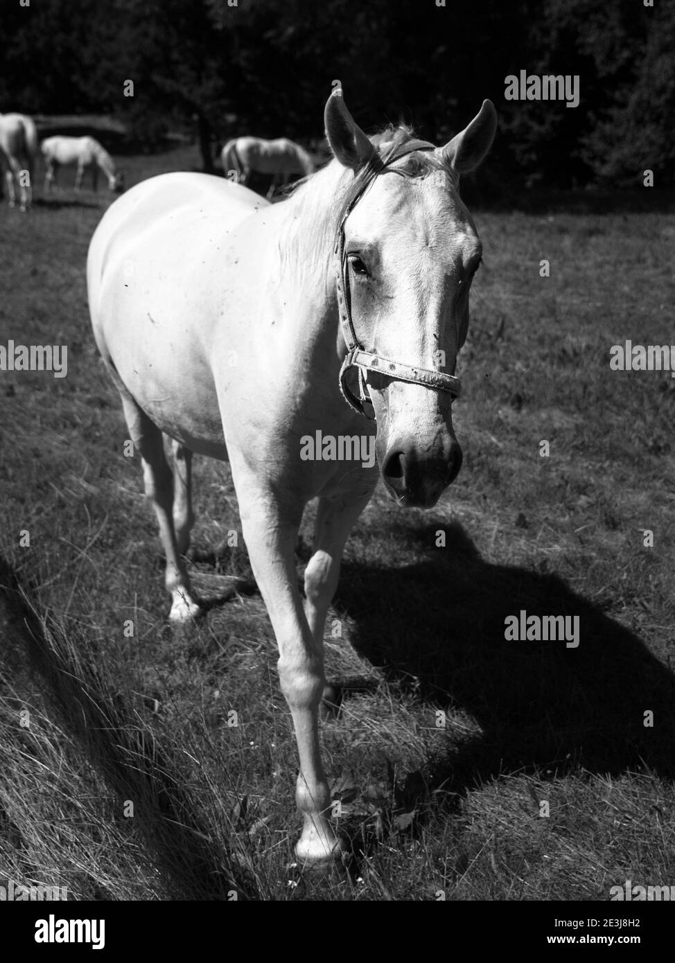 Portrait des weißen Lipizzaner Hengstes, Lipica, Slowenien Stockfoto