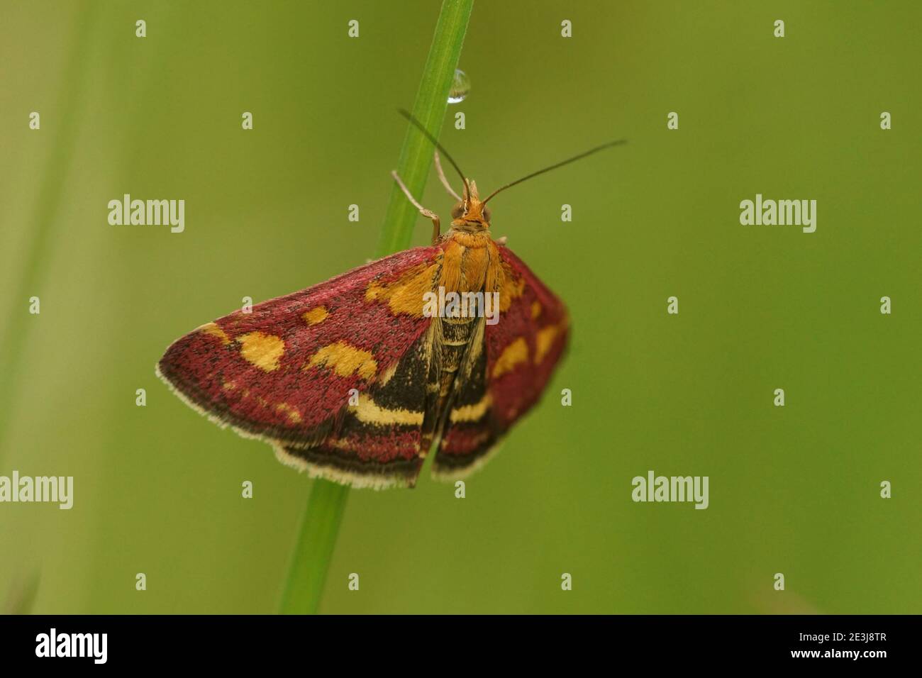 Nahaufnahme eines gemeinen Purpur- und Goldmotten, Pyrausta puralis Stockfoto