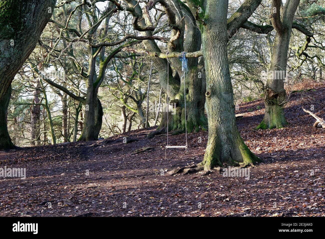Herbstlicher Wald, Silberbirkenbäume, Eichen für die Öffentlichkeit zugänglich Stockfoto