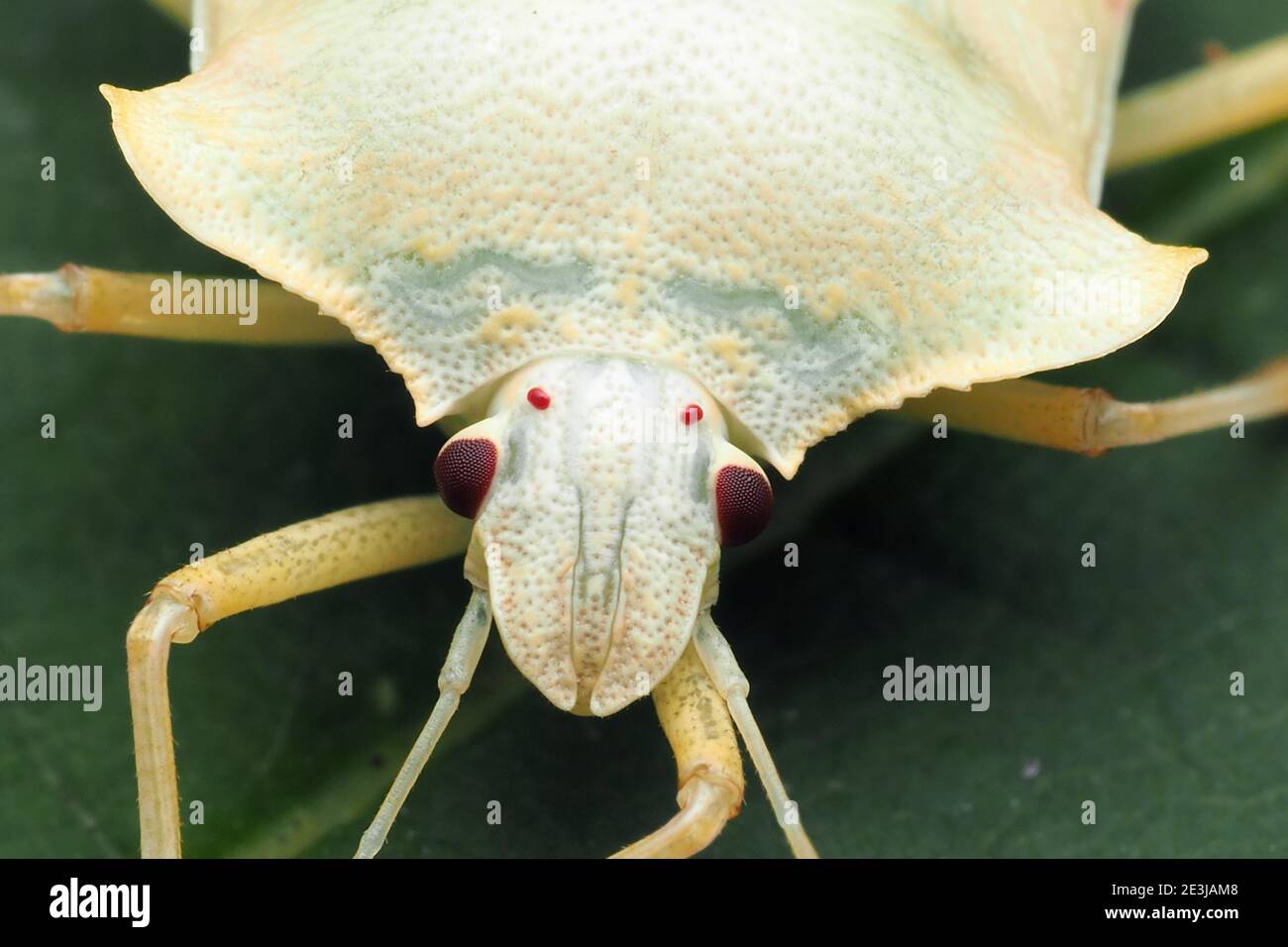 Nahaufnahme eines teneralen Waldschildbugs (Pentatoma rufipes) auf Platanenblatt. Tipperary, Irland Stockfoto