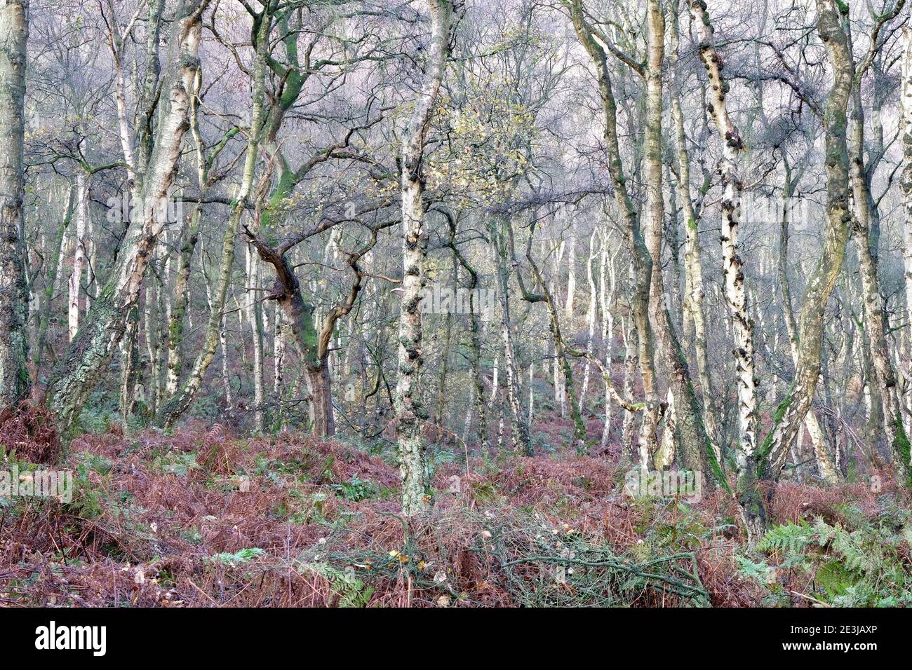 Herbstlicher Wald, Silberbirkenbäume, Eichen für die Öffentlichkeit zugänglich Stockfoto