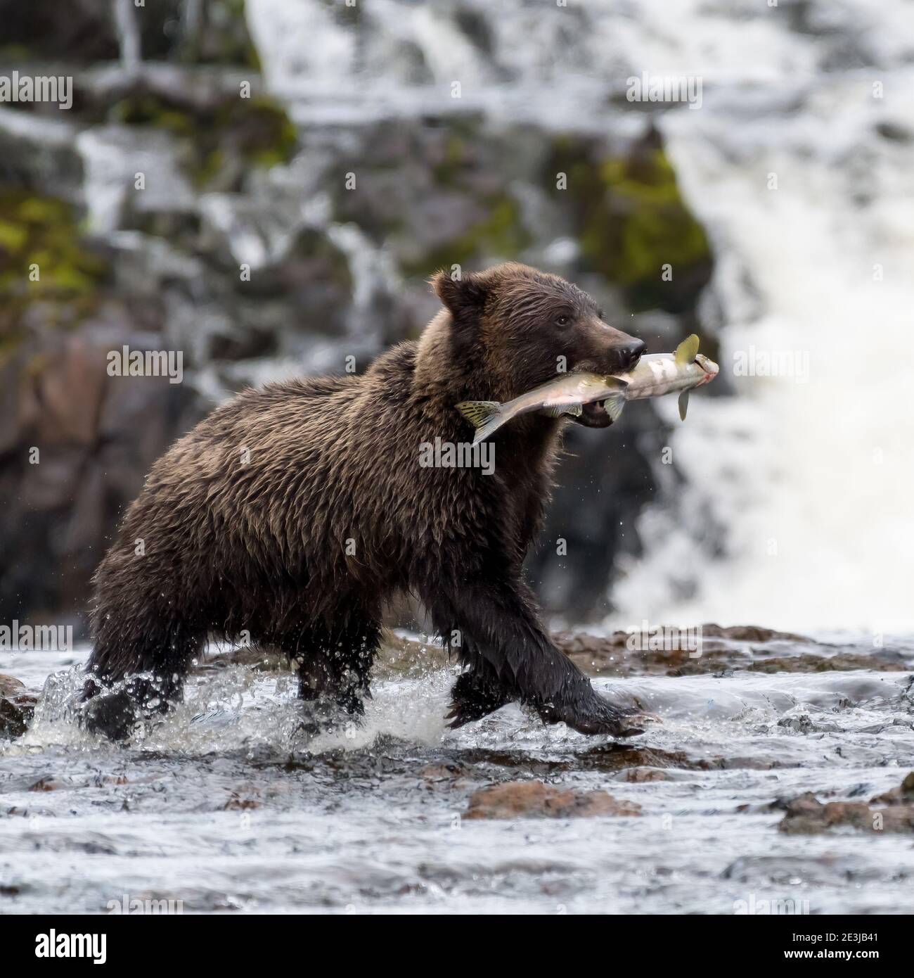 Ein Braunbär (Ursus arctos) läuft über einen Fluss mit einem Lachs in seiner Mündung in Alaska. Stockfoto